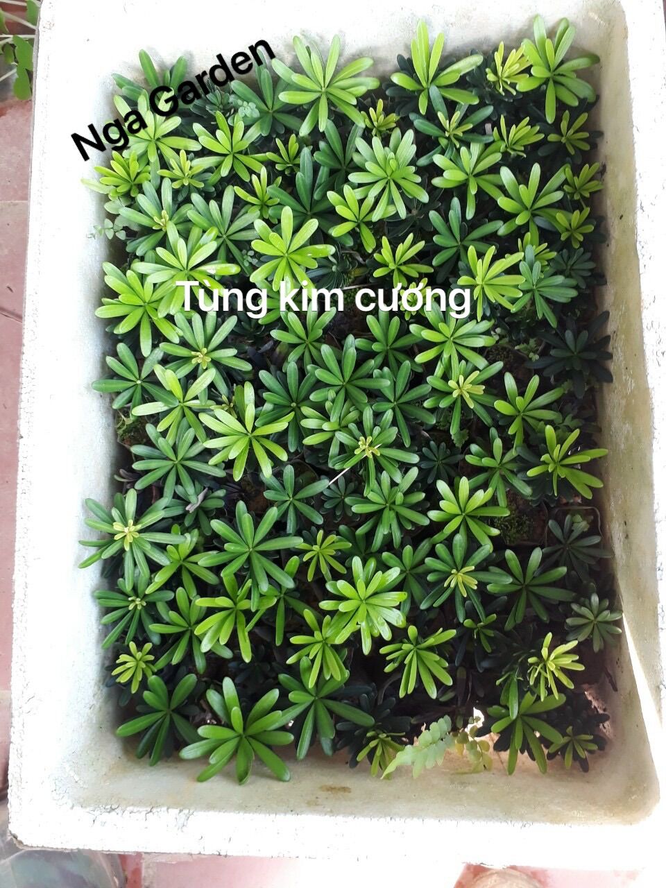 2 cây tùng kim cương chuẩn giống uy tín cây giâm cành
