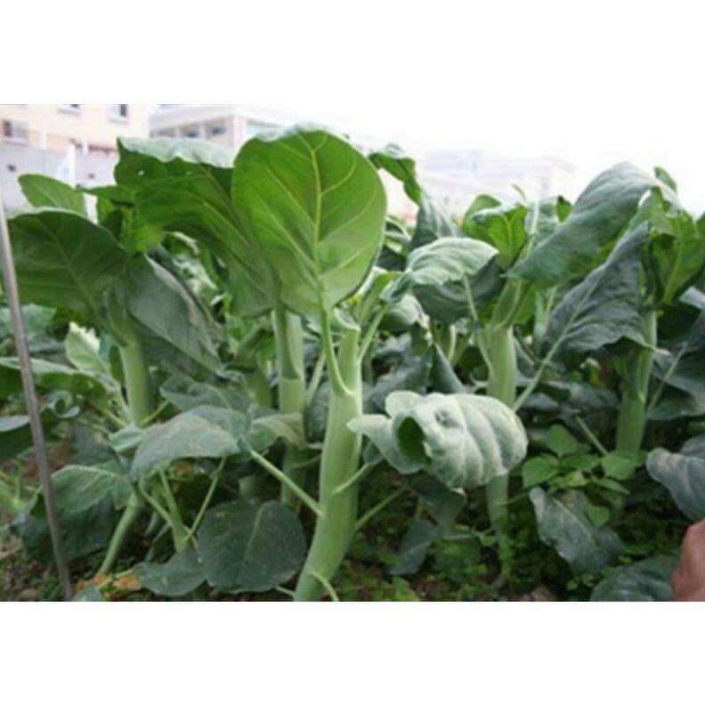 Hạt giống cải rổ ( cải làn ) thân mập dễ trồng gói 10gr