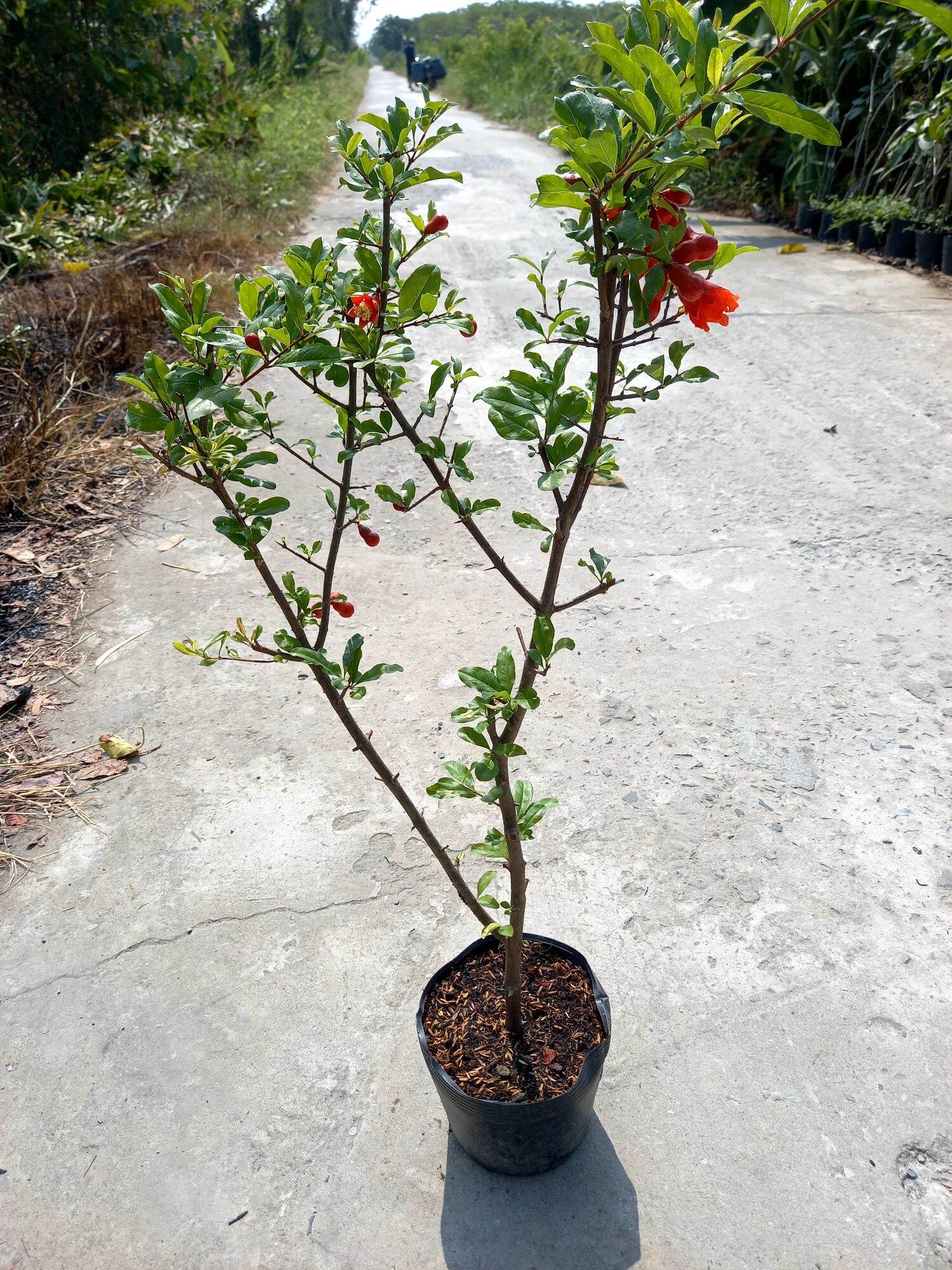 cây lựu đỏ ấn độ