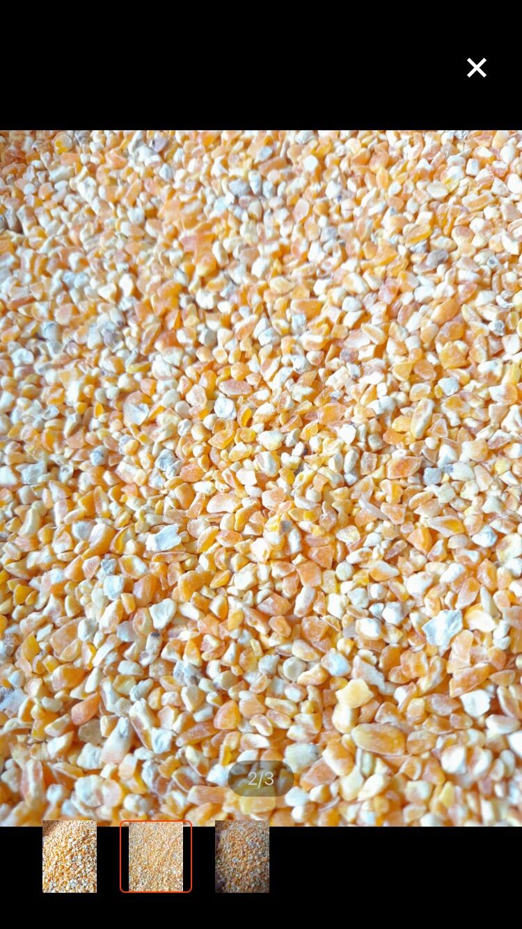 Bắp bể cho chim , gà 1kg