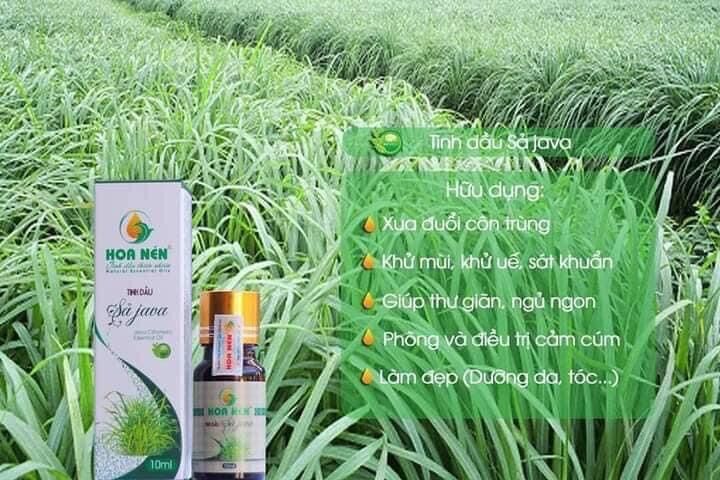 Tinh dầu Xả Java vegan Hoa Nén