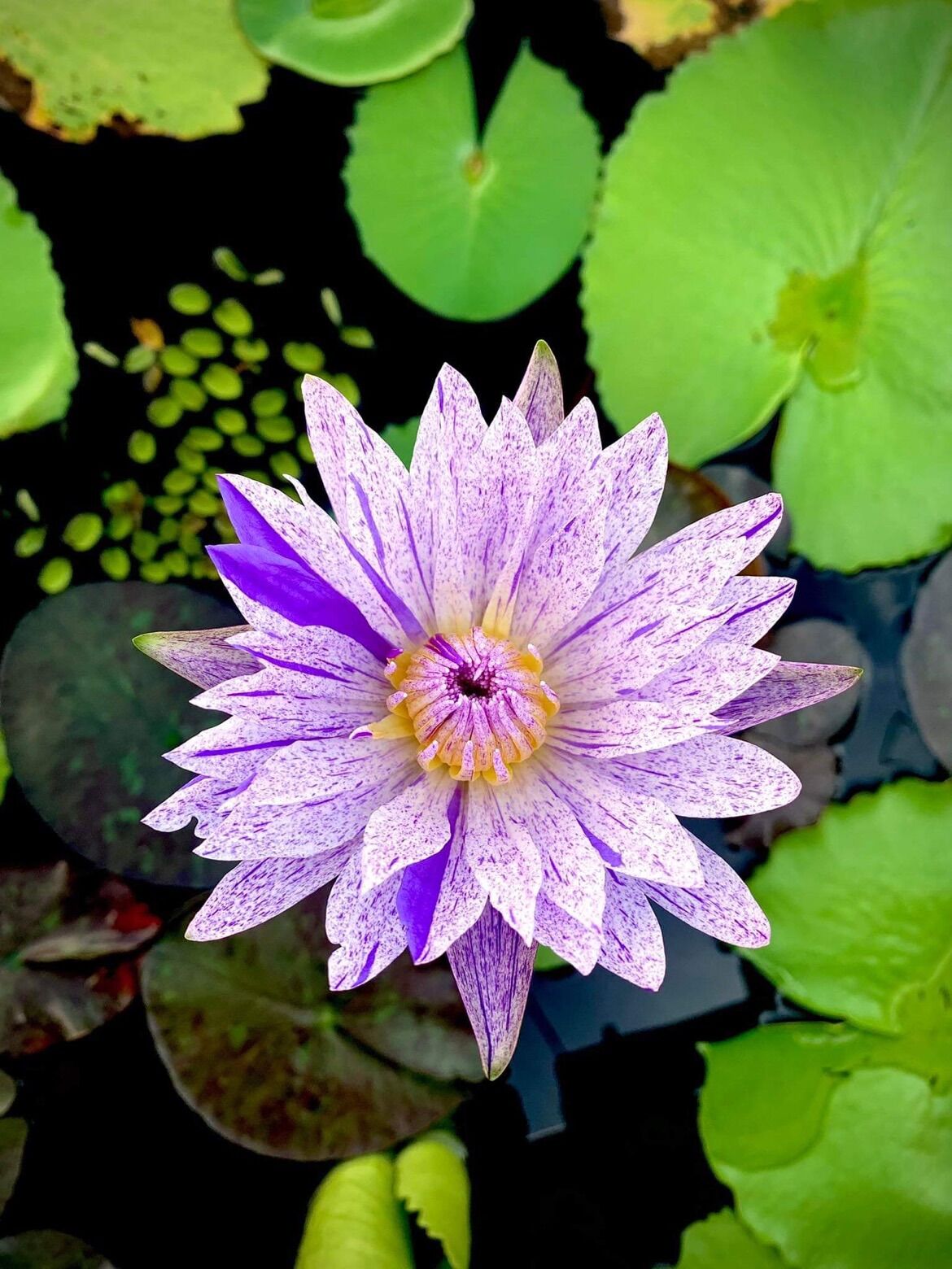CÂY HOA SÚNG THÁI LỚN MÀU ĐA SẮC