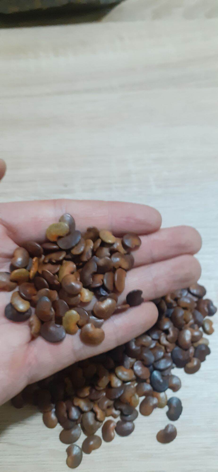 Hạt giống cẩm lai rừng