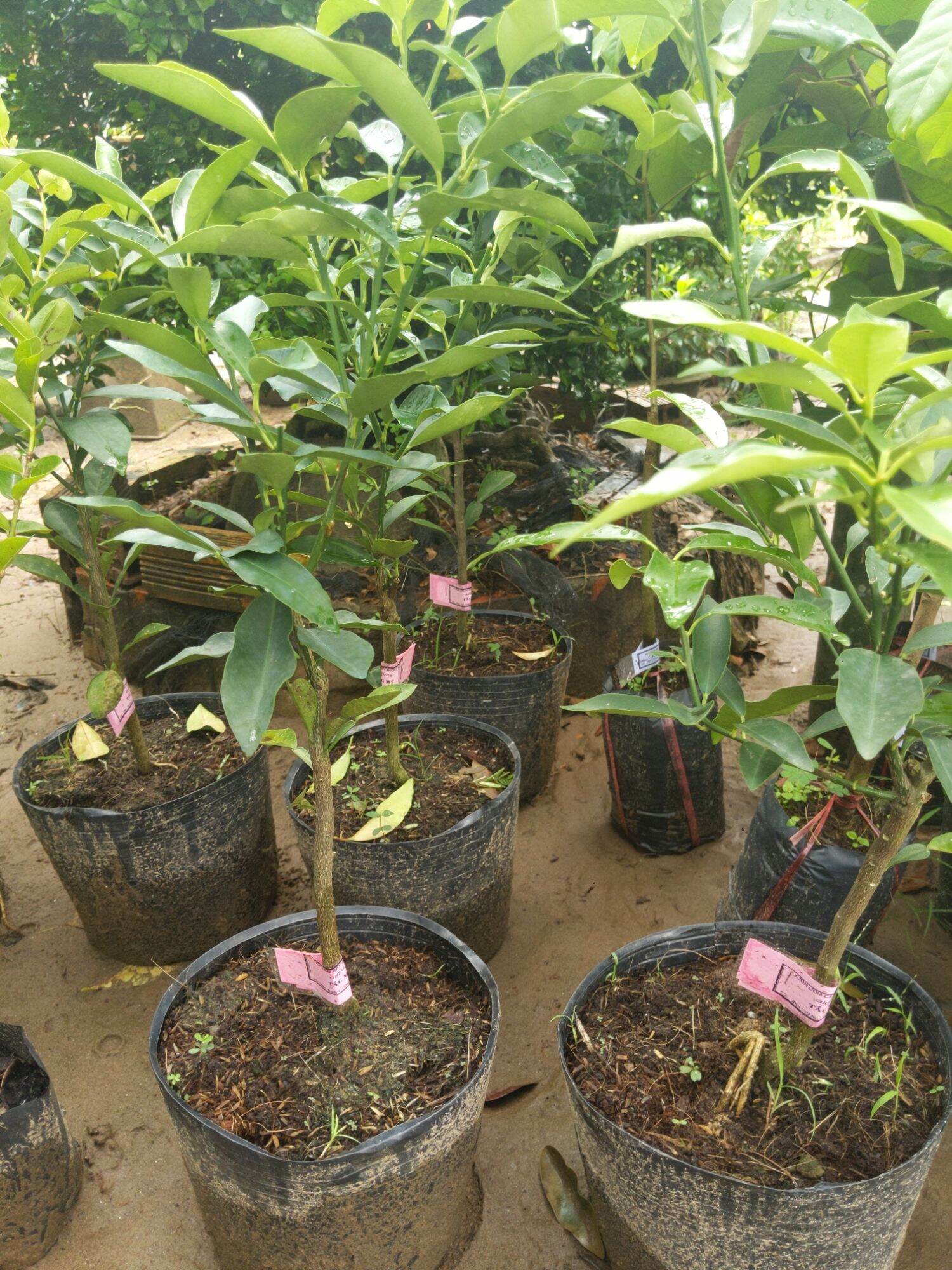 Cây giống Tắc Mỹ ( tắc ngọt)
