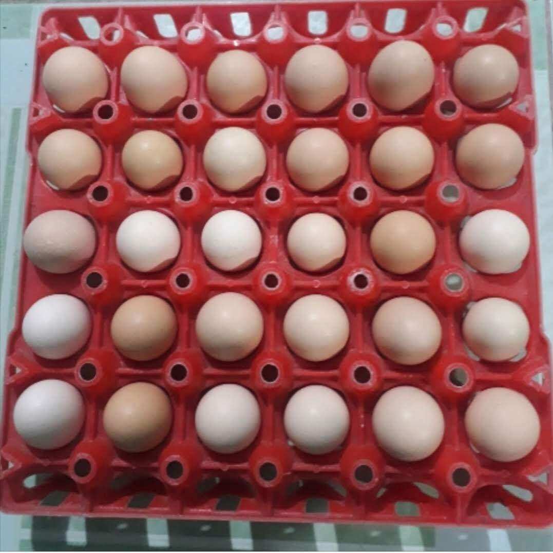 GÀ  MỸ RẶC ,GÀ MỸ NHẬP ,10 TRỨNG GÀ  MỸ ẤP NỞ CON GIỐNG .TRẠI GÀ NÒI THÀNH ĐÔNG LONG AN.