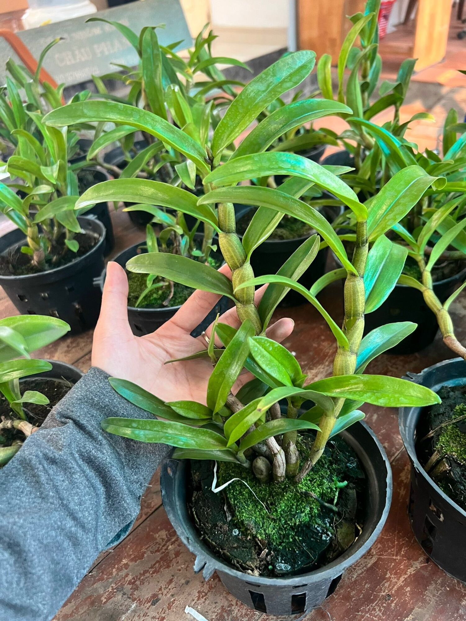 Lan Damari Trưởng Thành - Cây Thuần Vườn