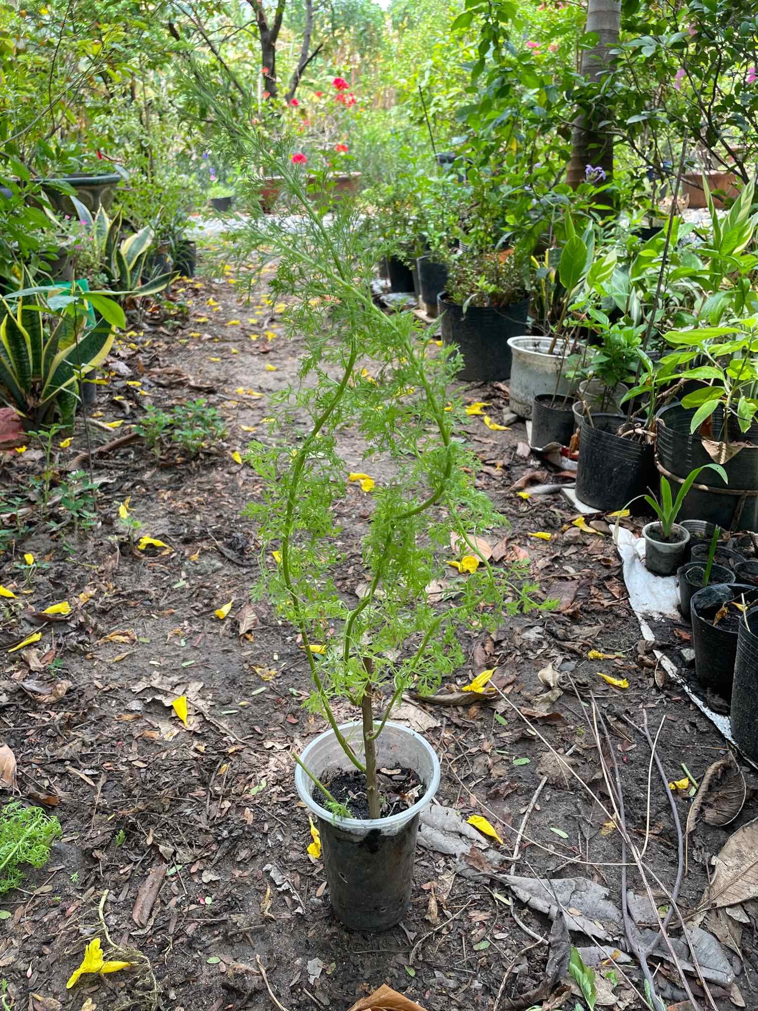 Cây giống thì là thân gỗ chậu nhiều cây