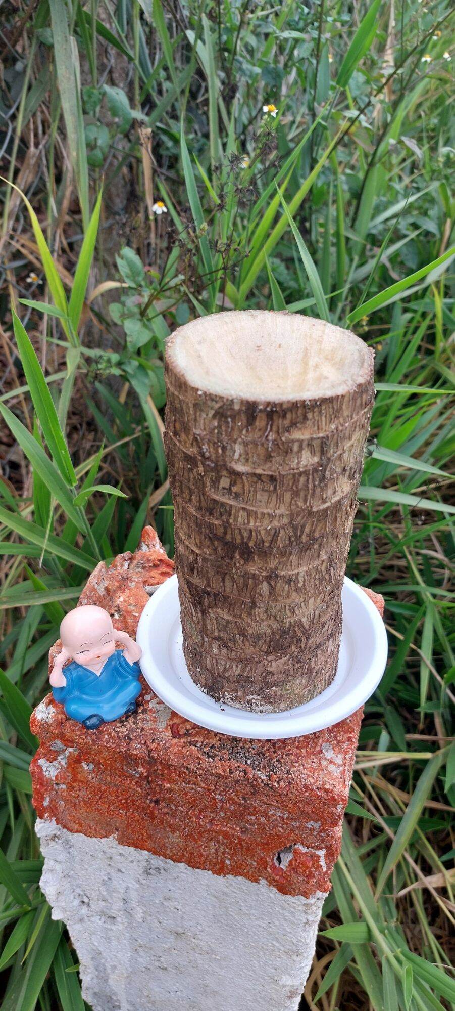 tiểu cảnh thiết mộc lan size lớn ( cây giống k kèm chậu)
