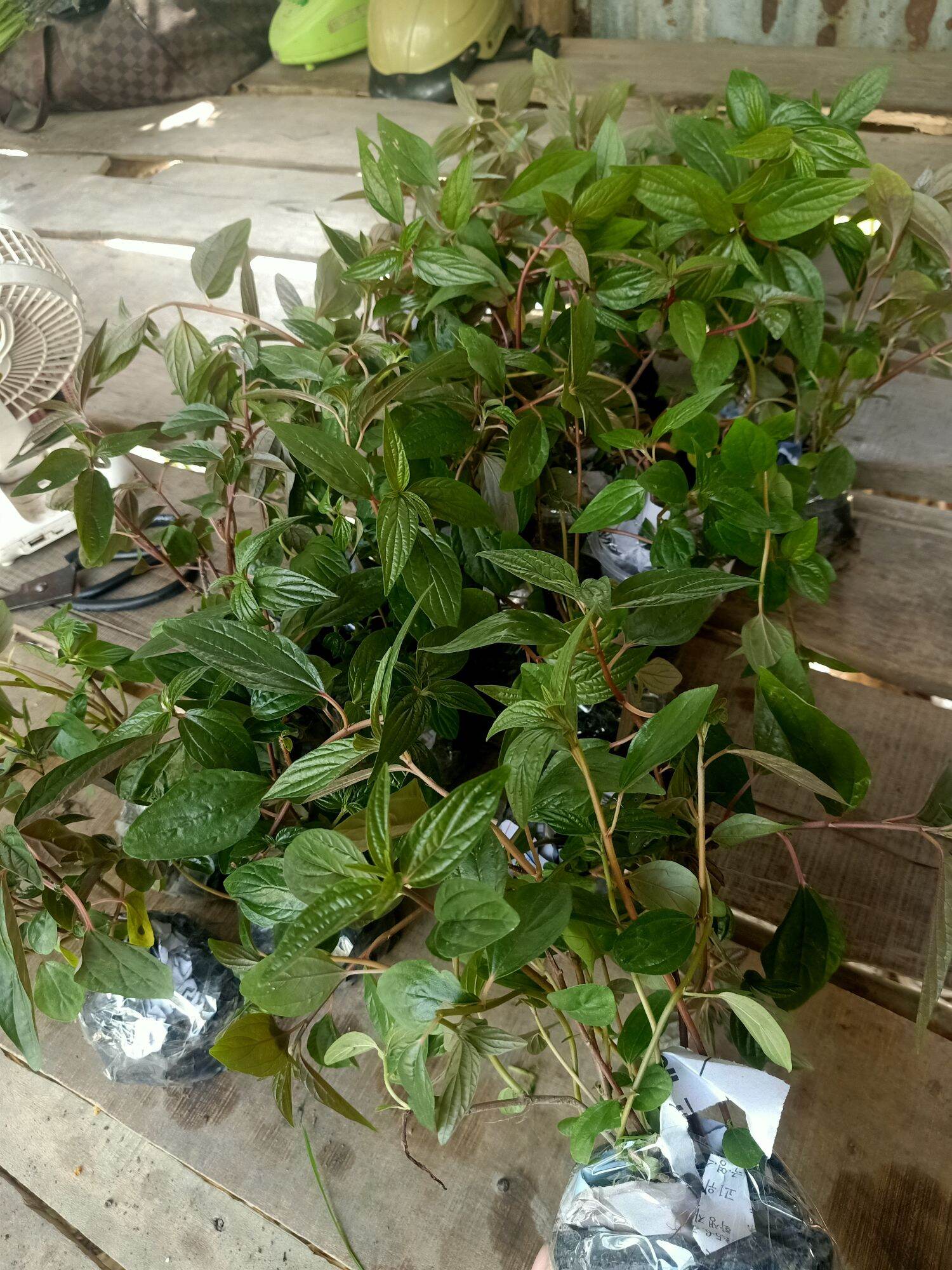 Bầu Cây Bọ Mắm / Cây Thuốc Dòi Bầu từ 3 cây trở lên