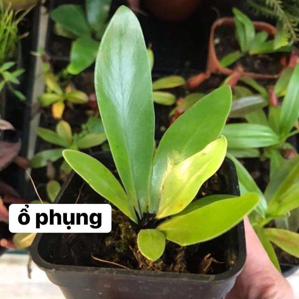 Dương xỉ tổ quạ, dương xỉ ổ phụng, dương xỉ mini, cây terrarium, cây bán cạn