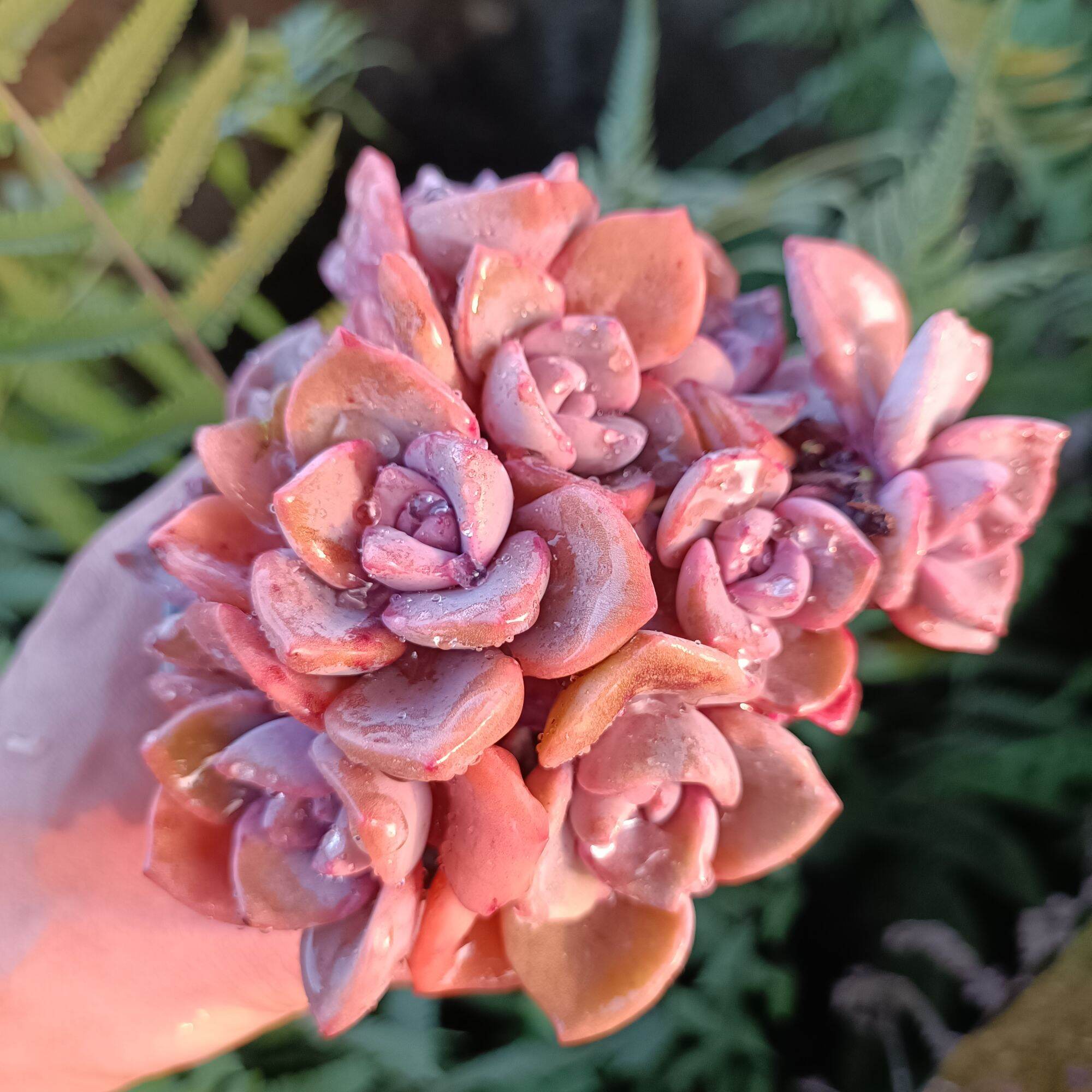 Sale 50%-sen đá bụi hồng thụ cực đẹp 😍