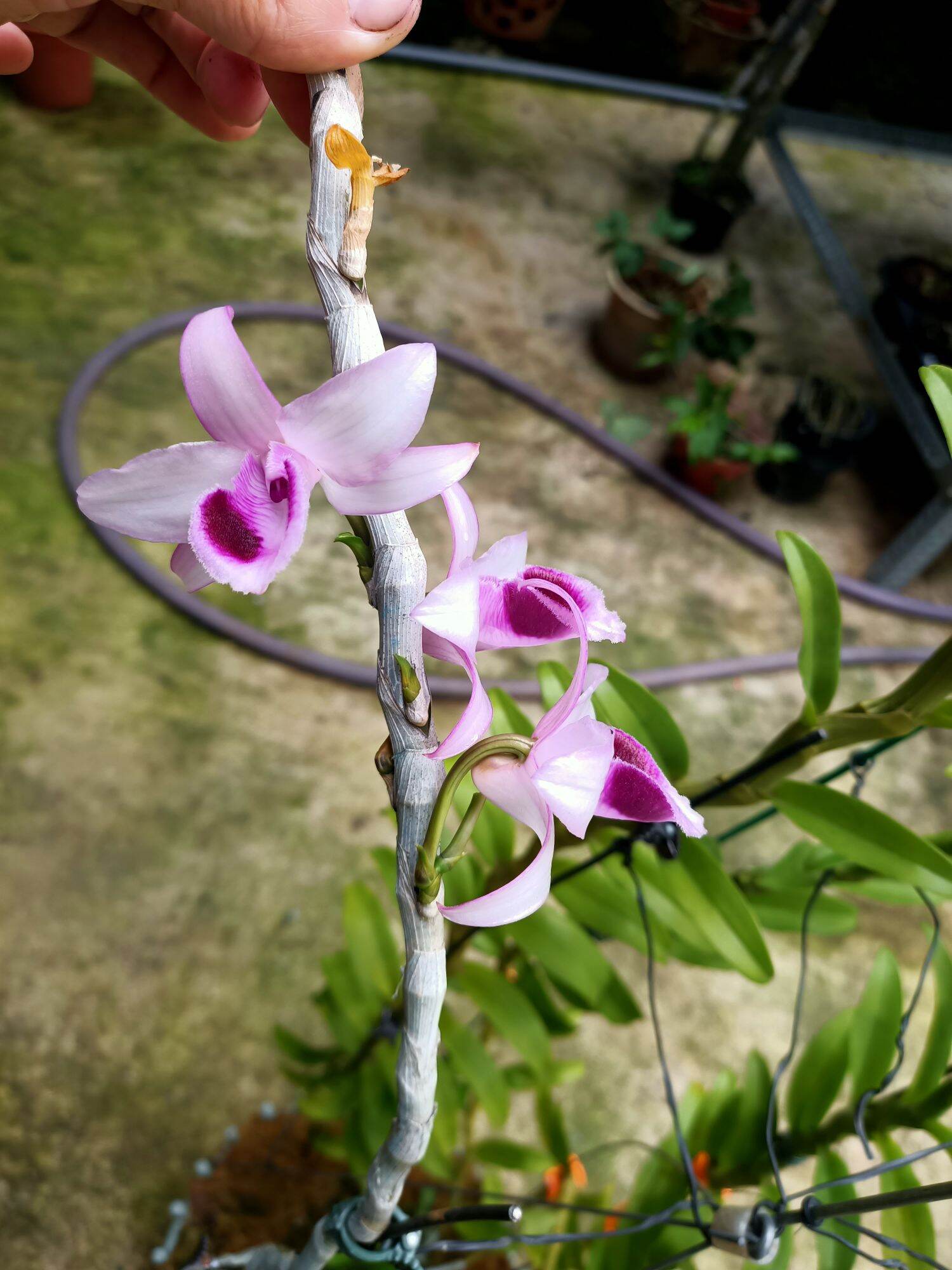 Cây giống hoa lan Cửu Long Cao Phong ( hàng nhân kie 15-25cm)