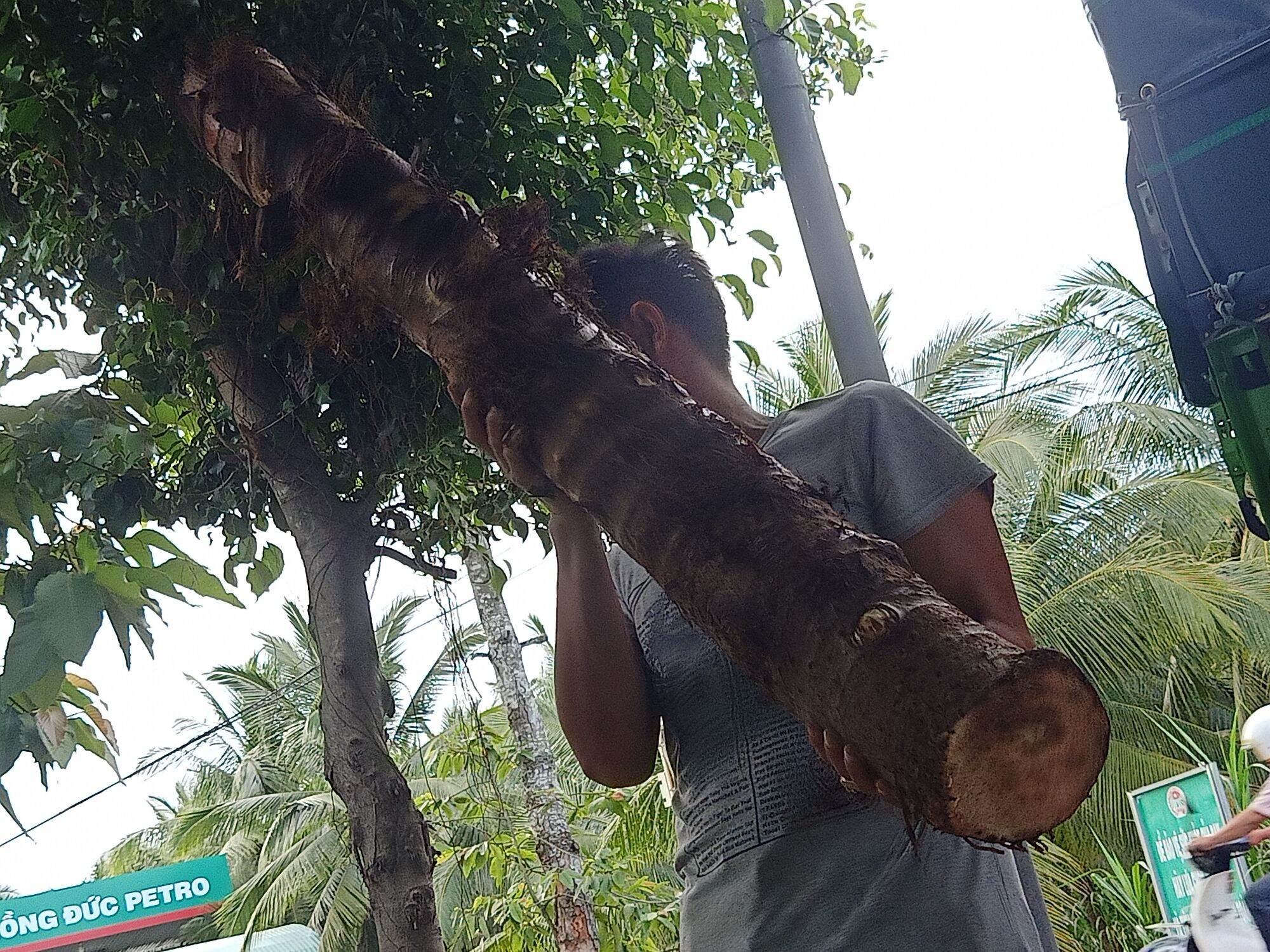 Bạc Hà Núi An Giang 100% (giấc mơ trong cuộc chiến chống Ungthu,..)