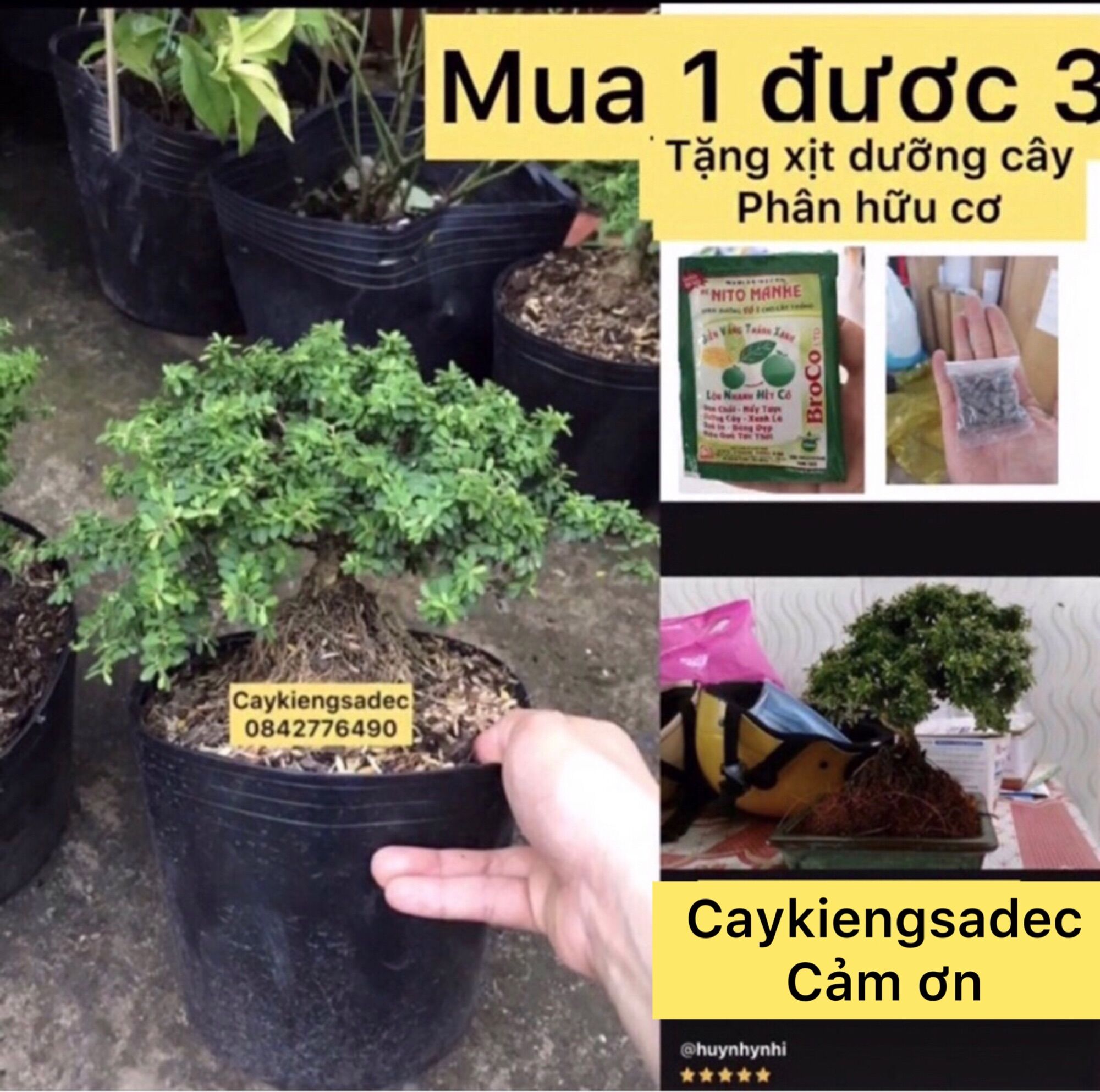 Cây linh sam hạt gạo tân phú bonsai mini