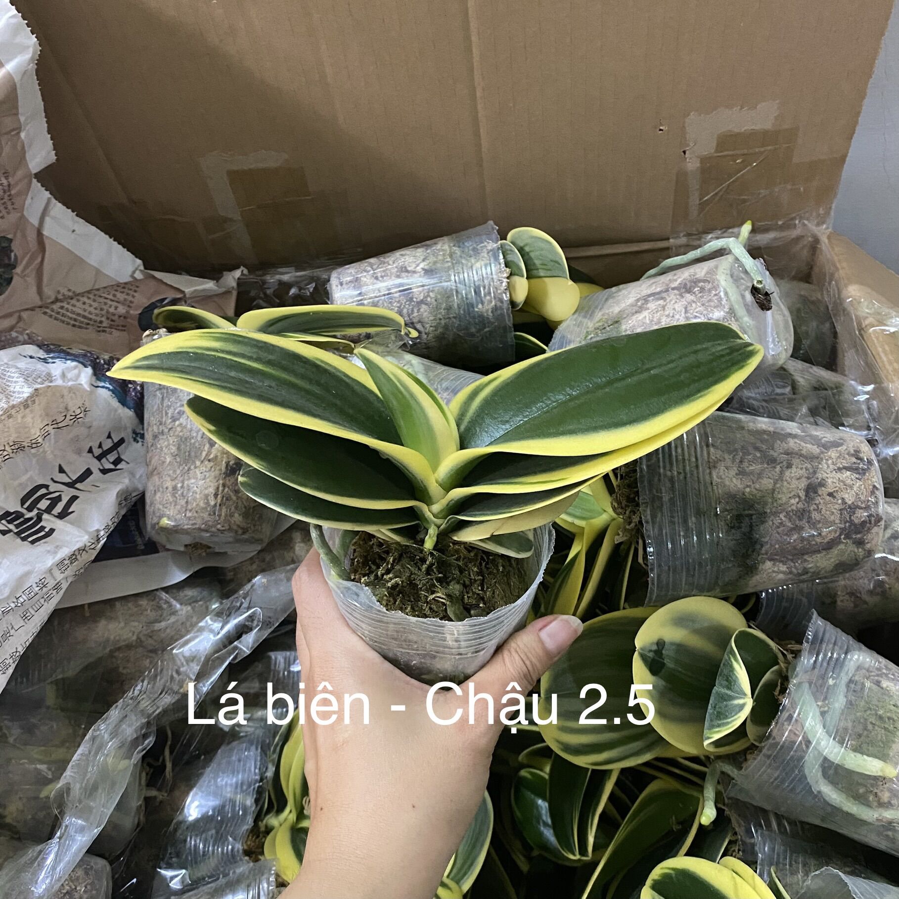 Hồ Điệp Lá Biên - Lá Phát Tài