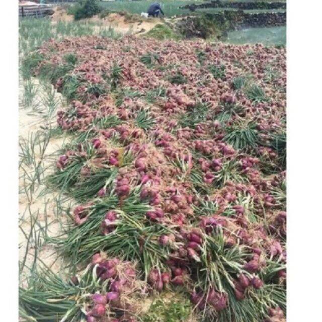 1KG Hành tím khô Phan Rang