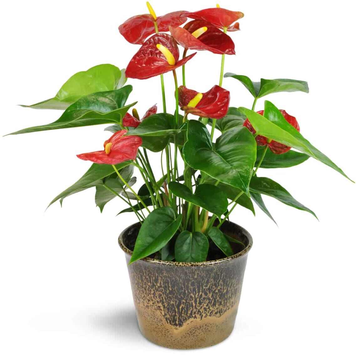 Cây Hồng Môn đỏ