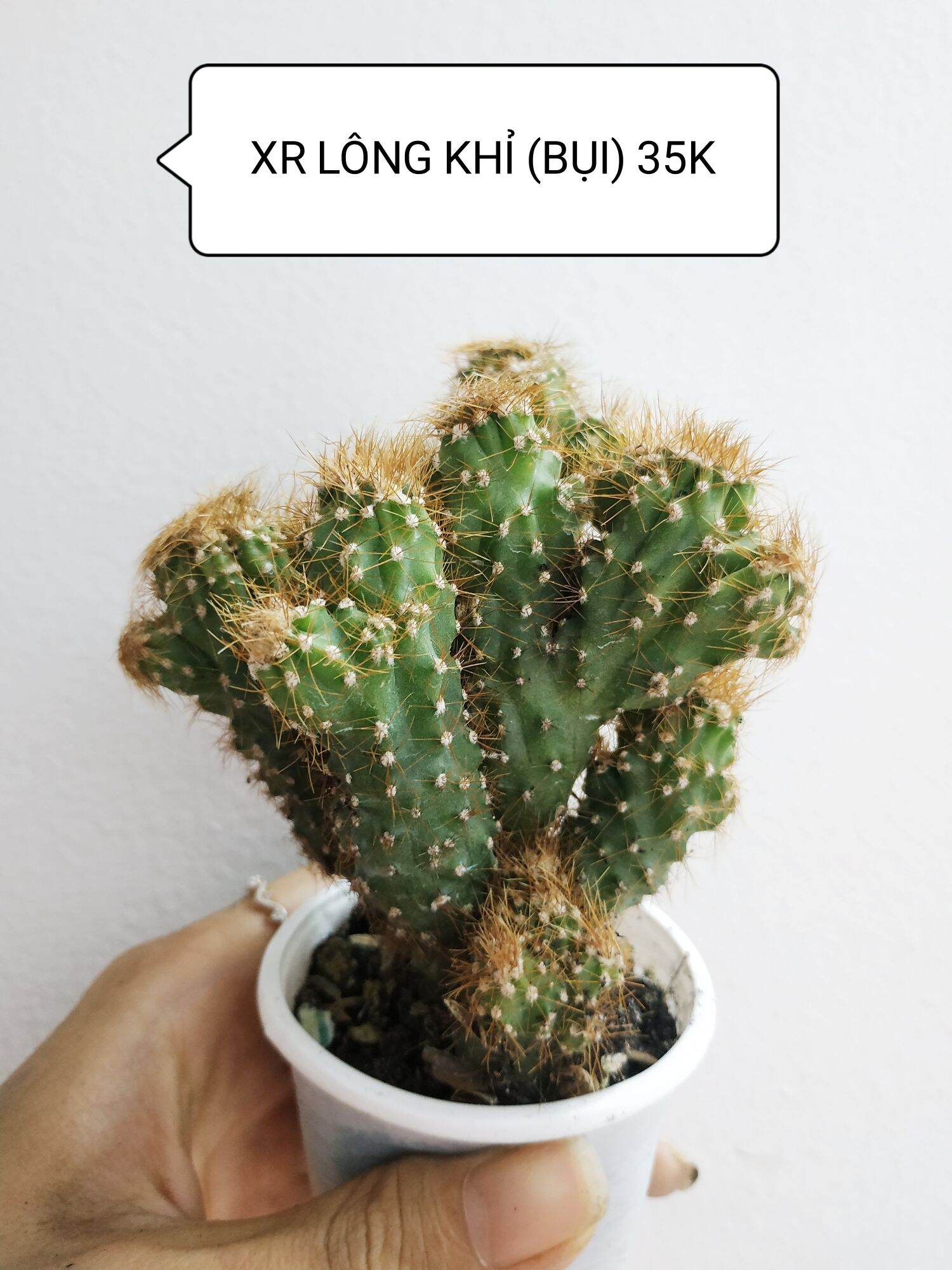 Xương rồng lông khỉ