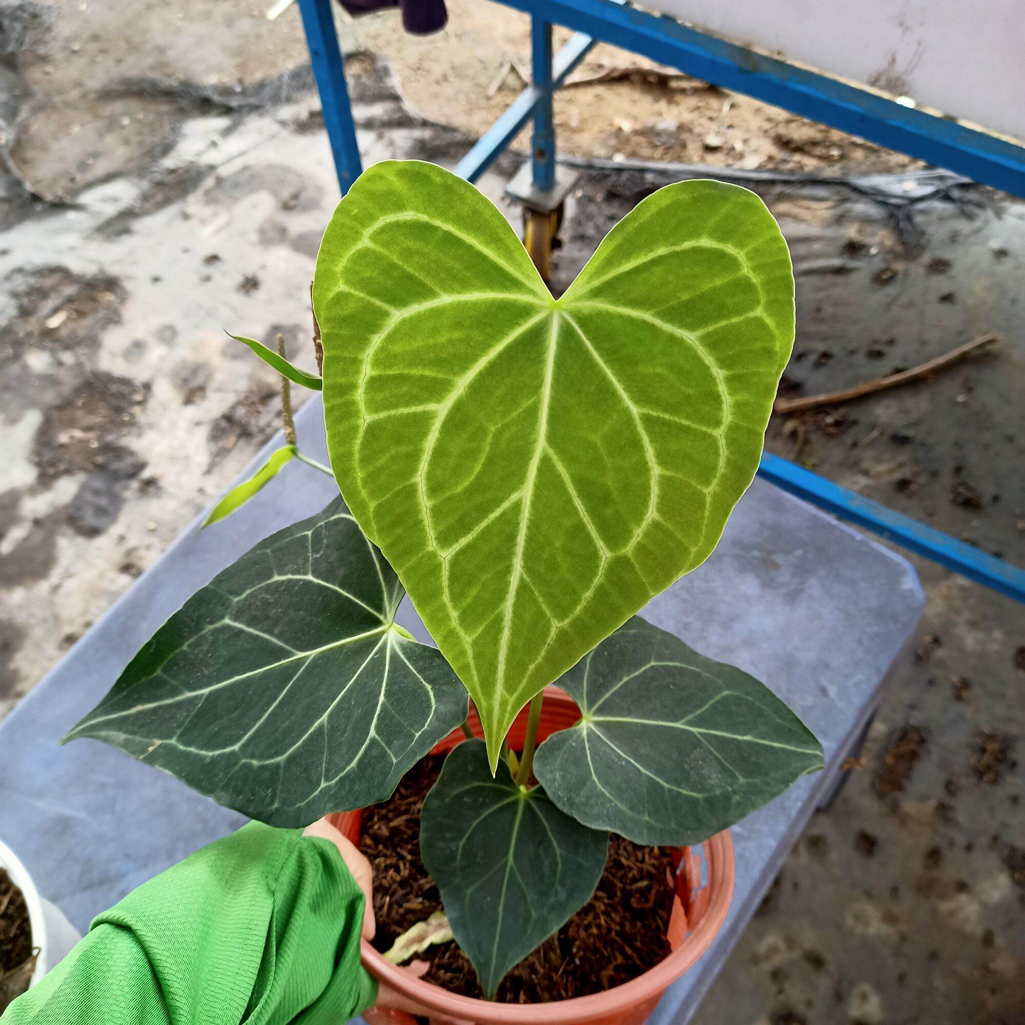 Cây anthurium clari