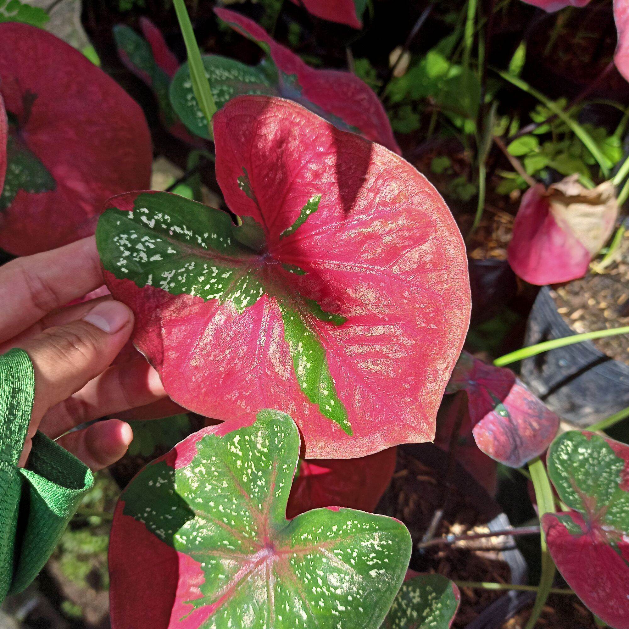 Cây môn màu baret caladium- cây decor