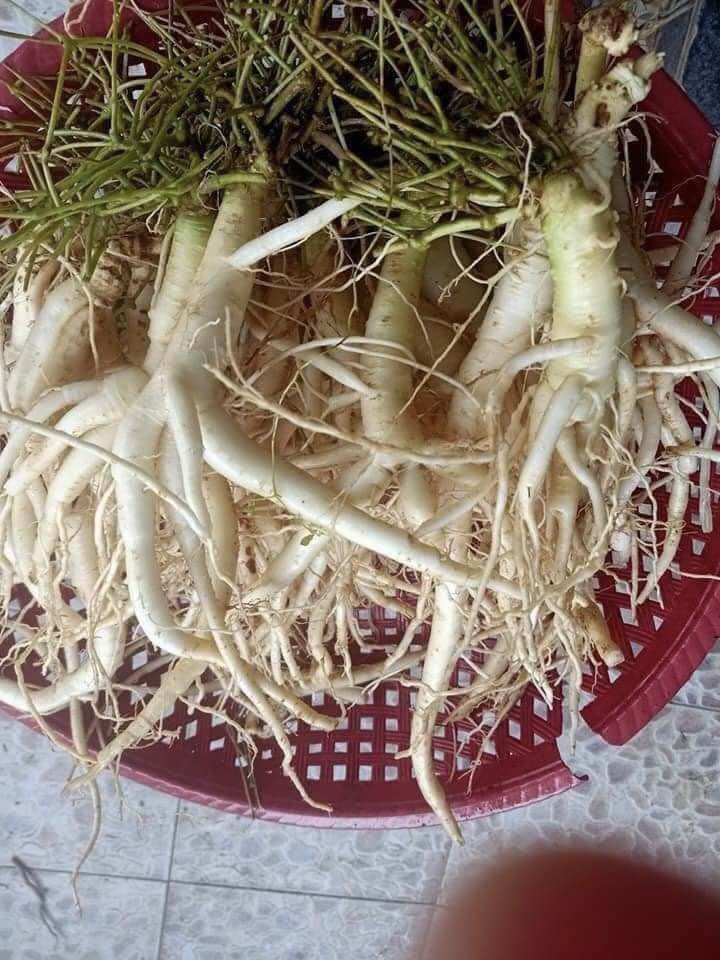Hạt giống sâm dây ngọc linh