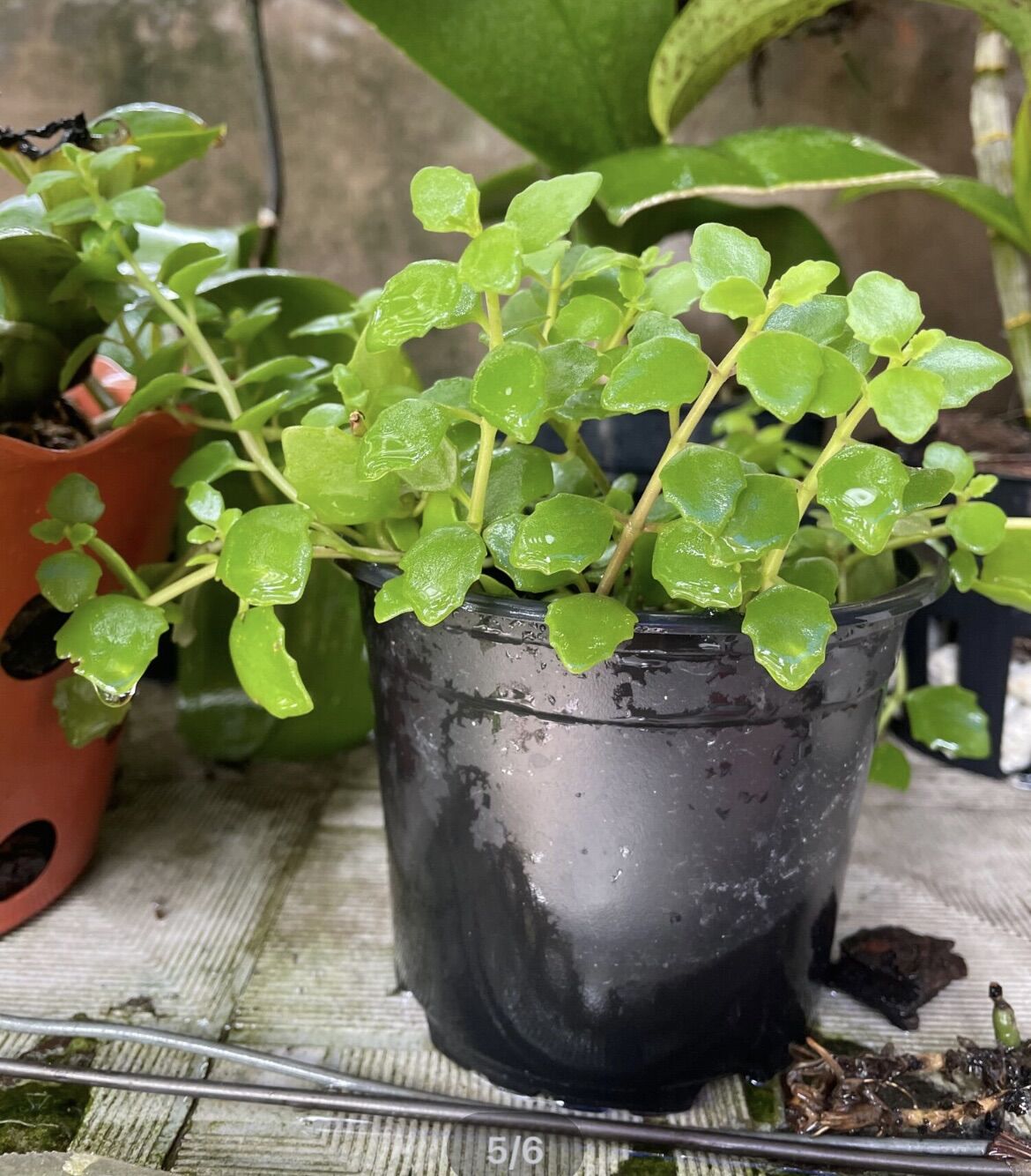 [HCM]CÂY VẢY RỒNG 10cm