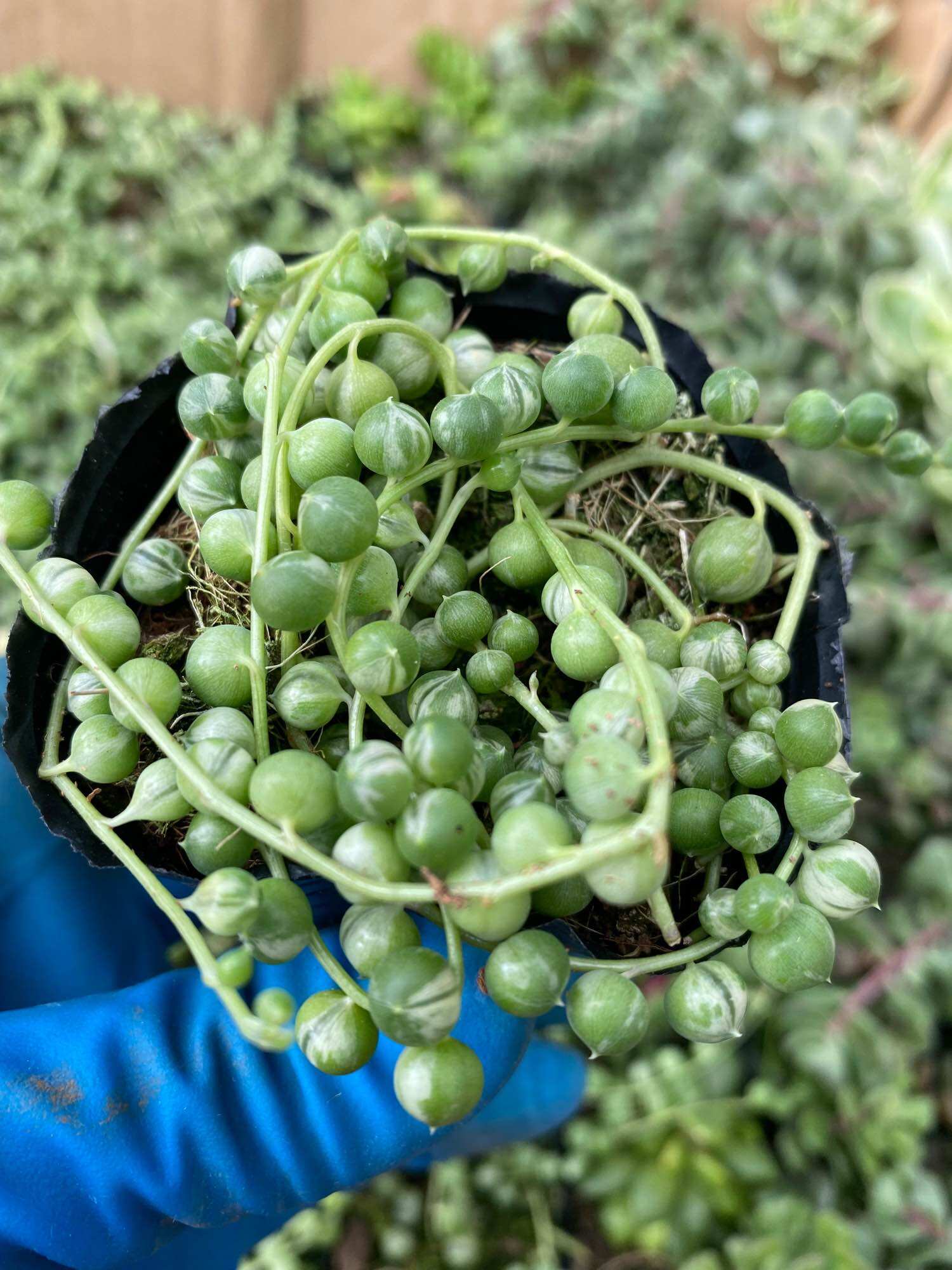 Cây sen đá giọt nước var , hạt ngọc var-hàng sẵn