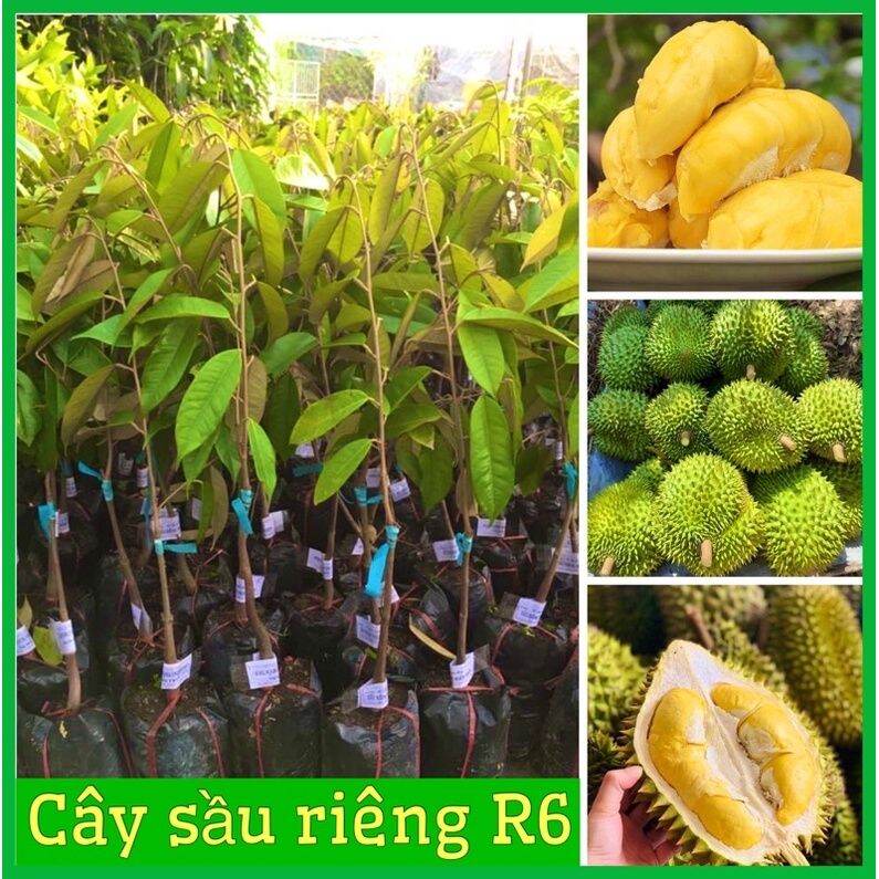 0Cây giống sầu riêng Ri6 cơm vàng hạt lép thơm ngon cây giống cao 40cm