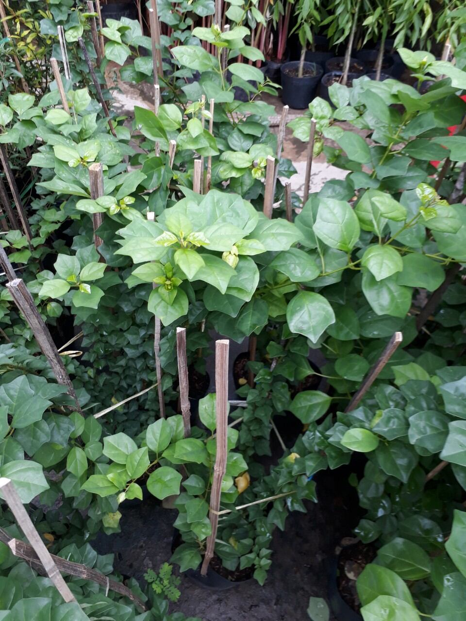 Cây huyền trân công chúa