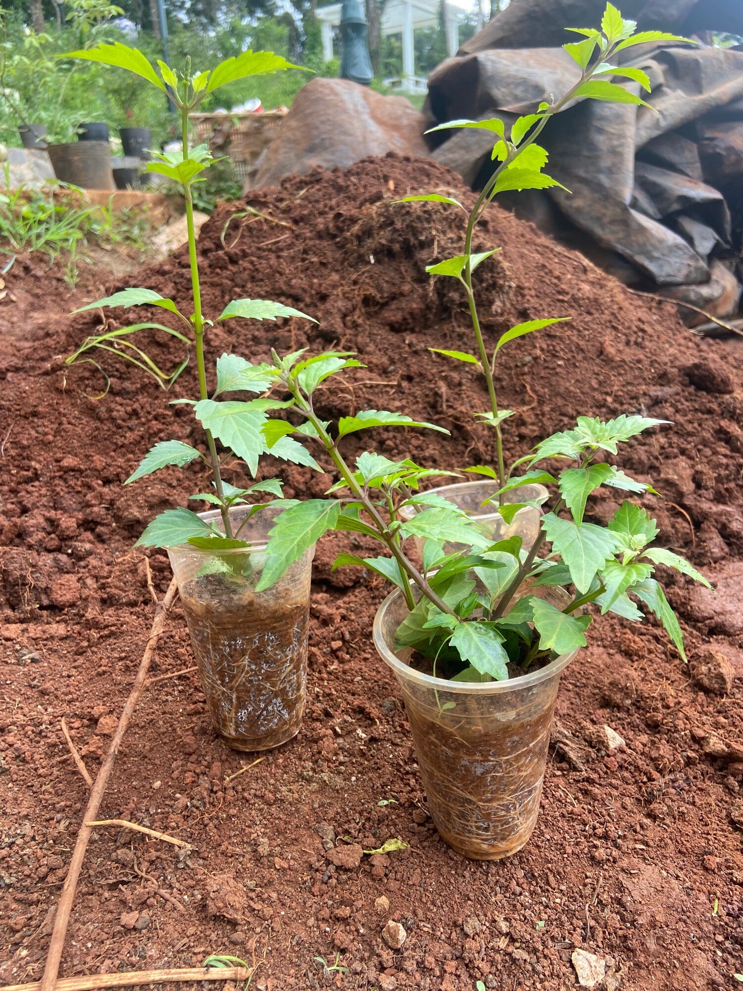 Cây giống Râu mèo