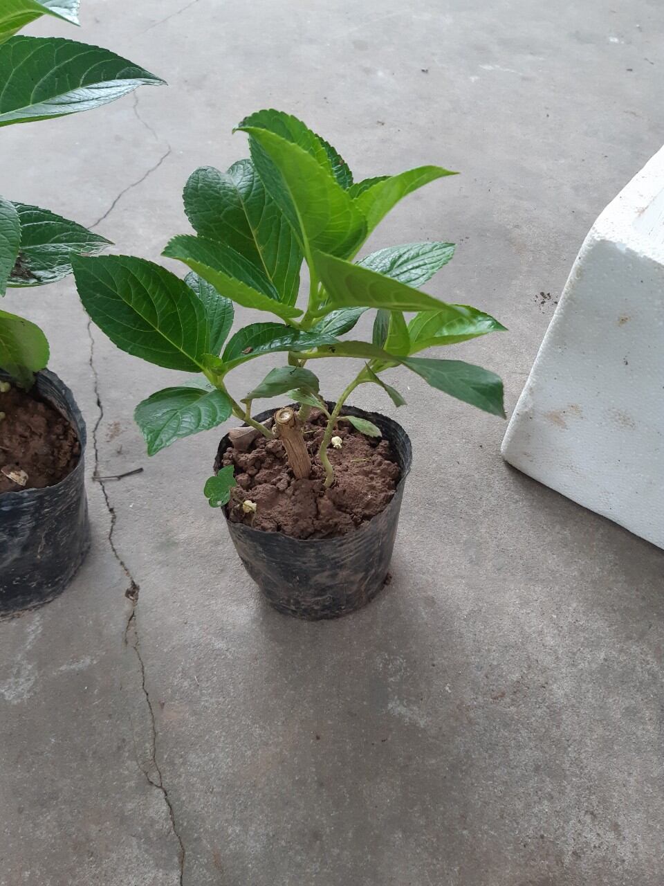 bầu cẩm tú cầu như ảnh.ảnh thật