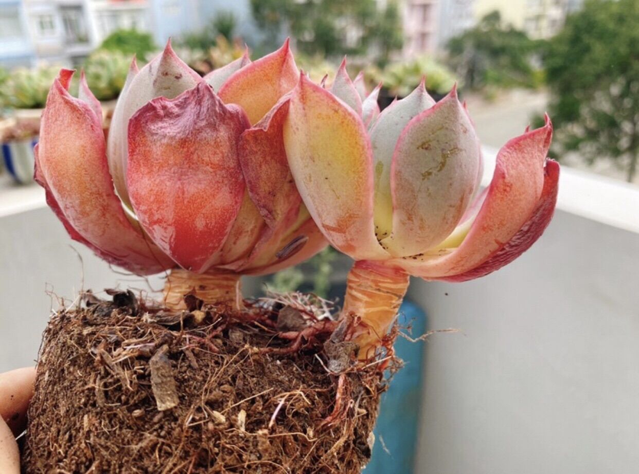Sen đá hera thụ 2 đầu, đang lên màu đẹp