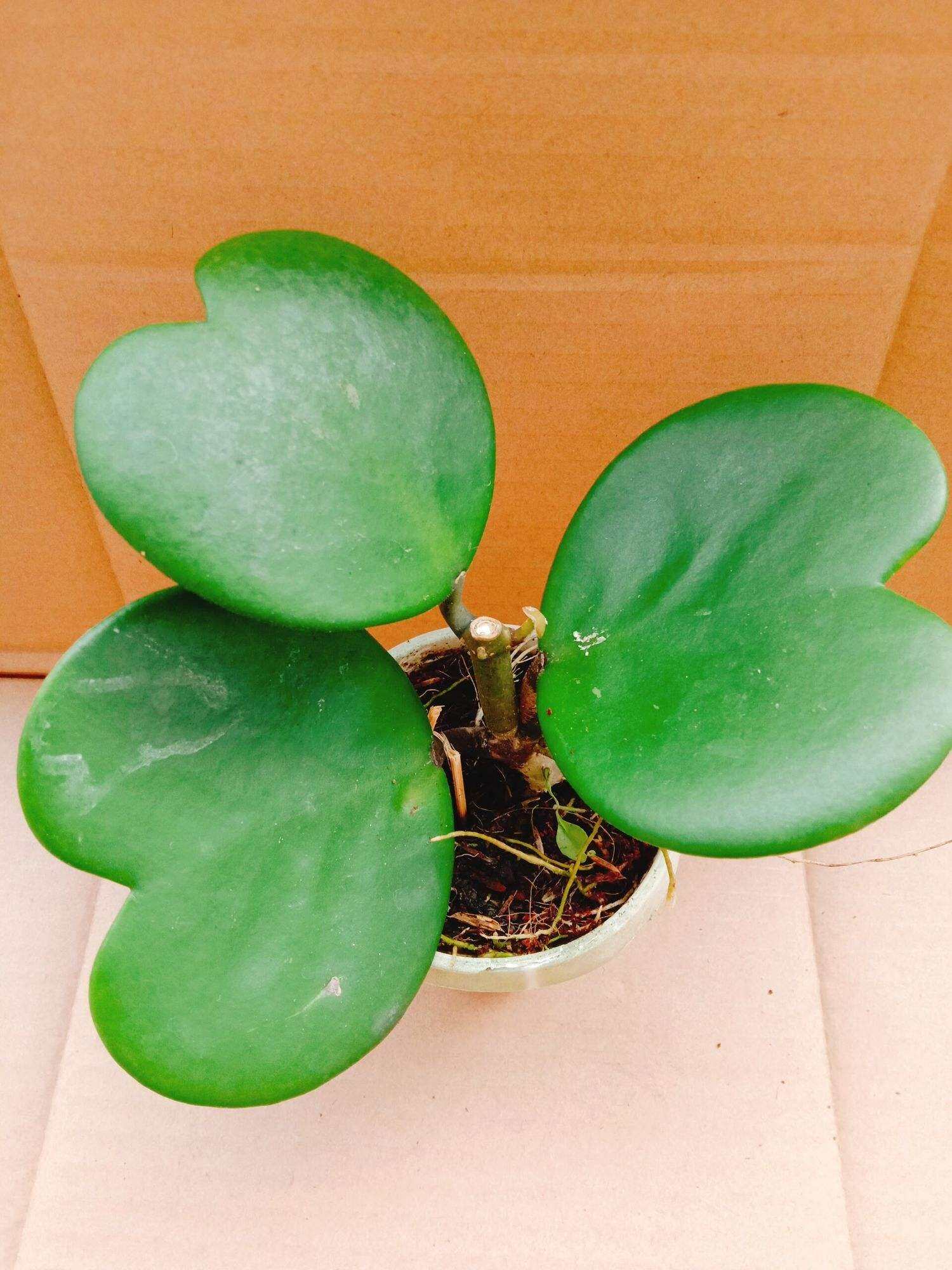 Cây Lan Cẩm Cù lá tim hoa chùm