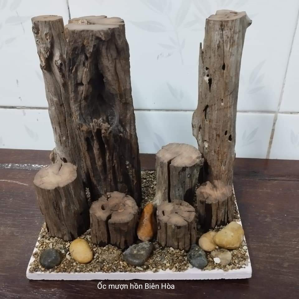 Lũa leo Ốc mượn hồn. Trang trí hồ ốc cảnh.