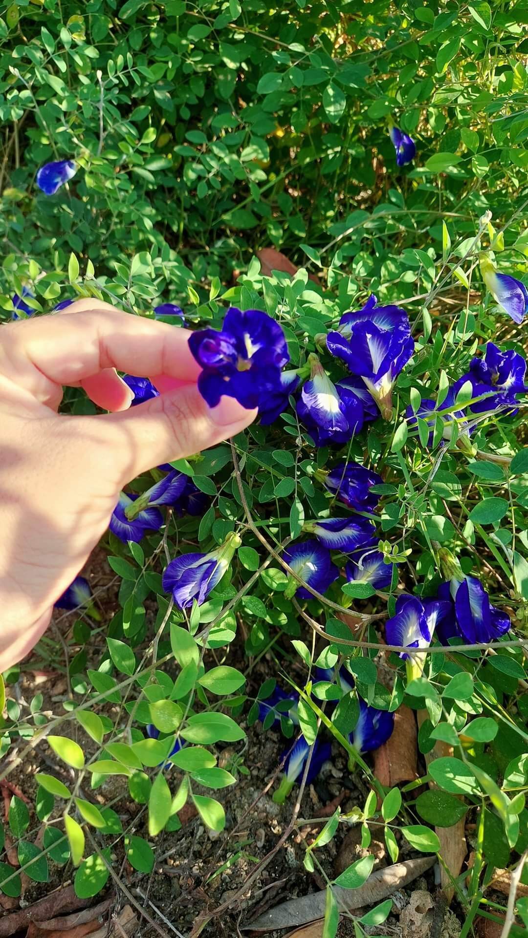 100gr trà hoa đậu biếc ko vụn