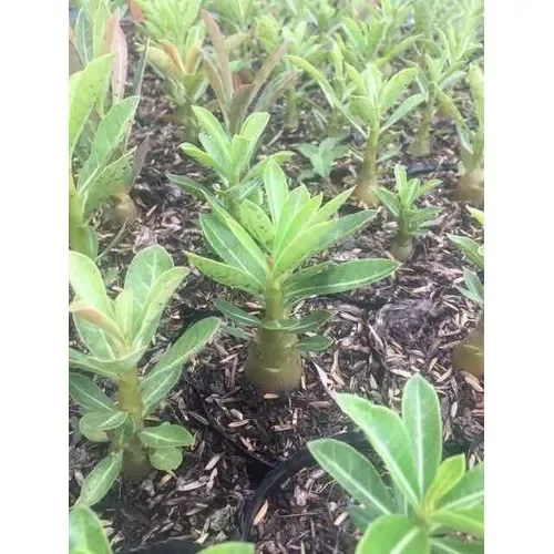 Cây hoa sứ Thái cánh kép