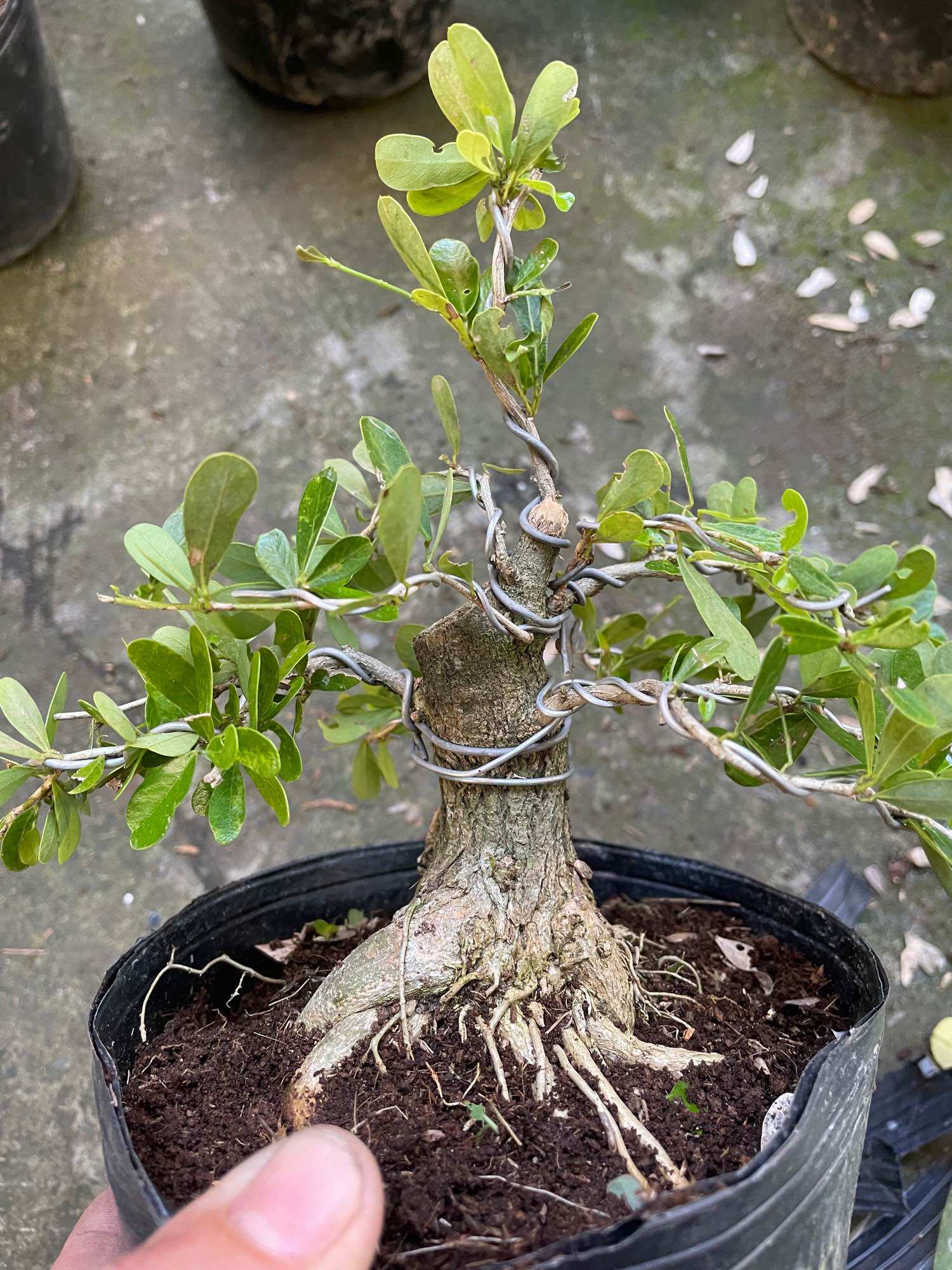 [HCM]Linh sam gốc to dạng phôi bonsai