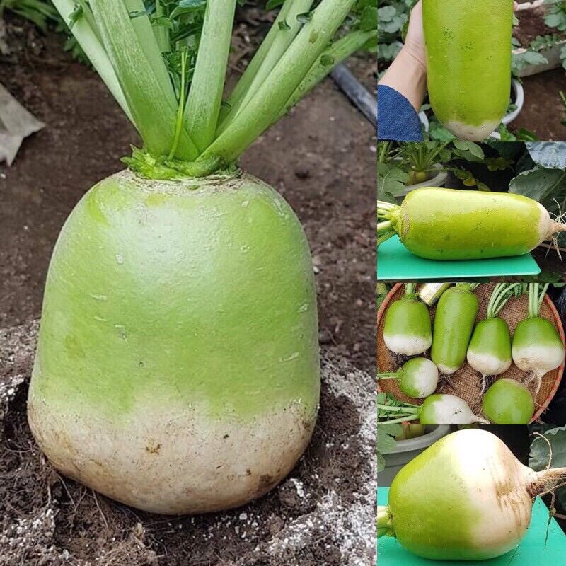 100 hạt giống củ cải hàn quốc siêu to khổng lồ