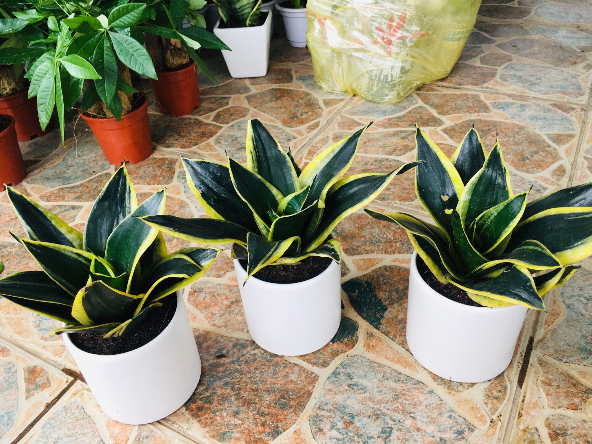 Cây lưỡi hổ Thái mini xanh size để bàn
