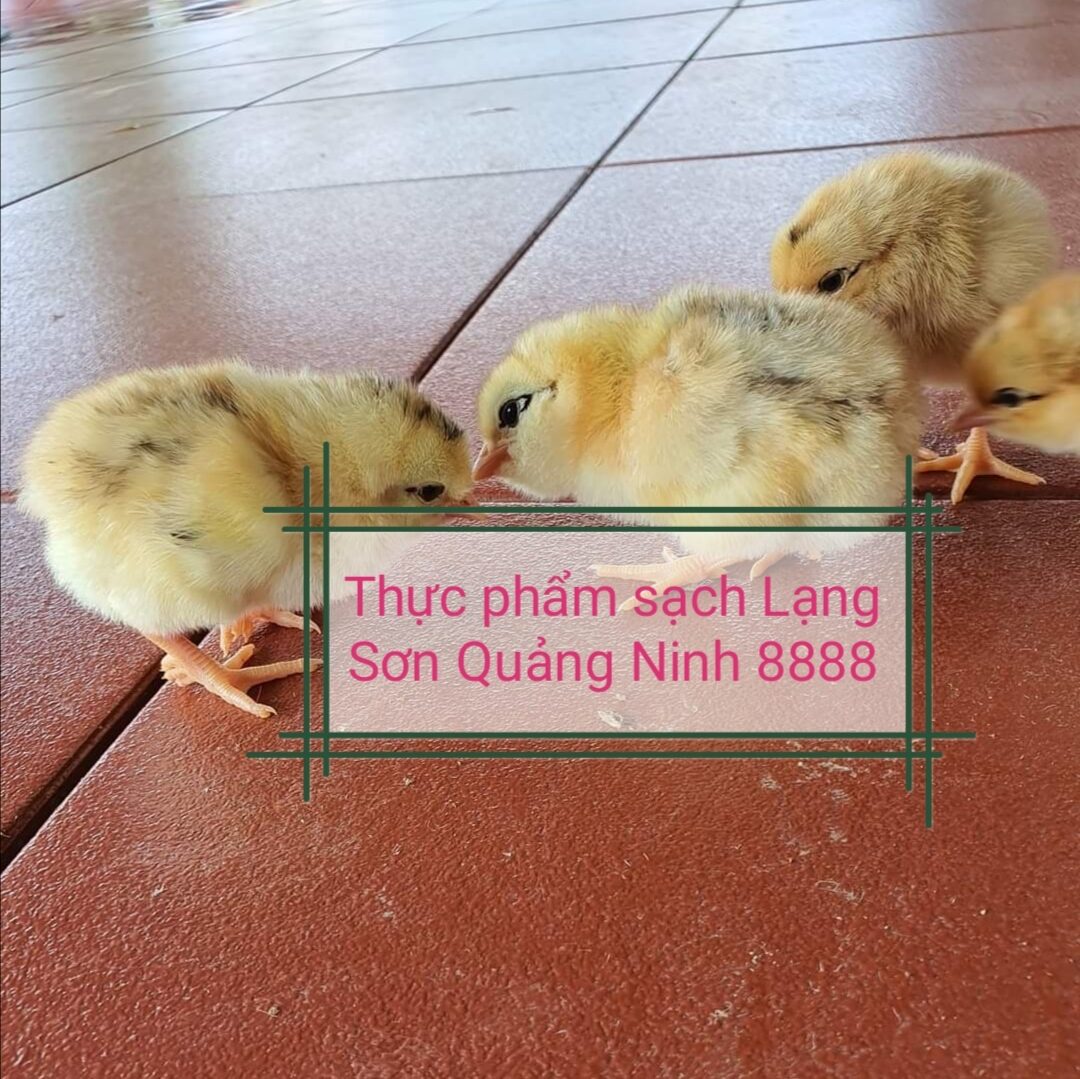 Trứng giống có phôi combo 20 quả [gà đồi tiên yên )