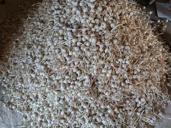 Tỏi lý sơn 1kg