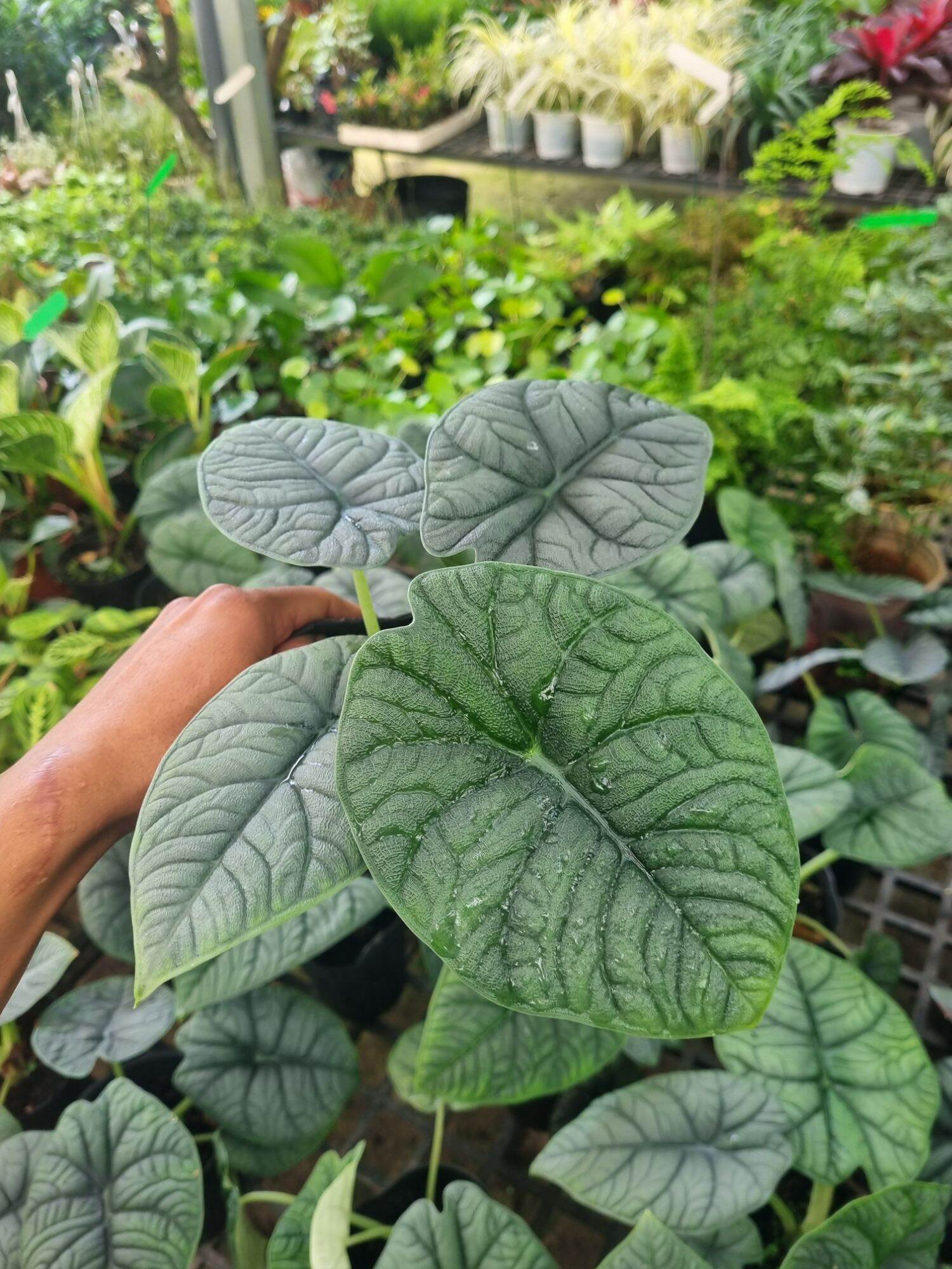Cây Alocasia Melo