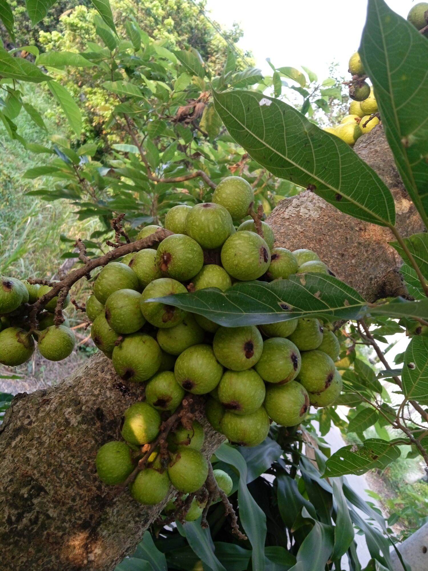 Trái sung tươi 1kg hcm