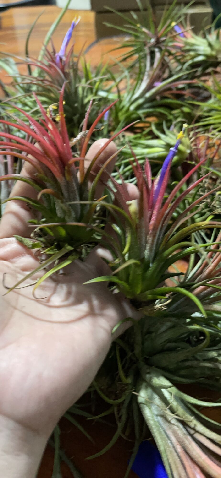 Cây không khí thạch thảo (tillandsia)