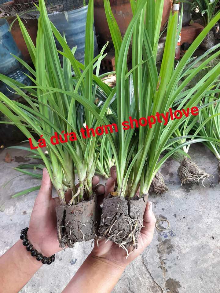 bầu 5 cây lá dứa (lá nếp thơm). bầu đã ra rễ con