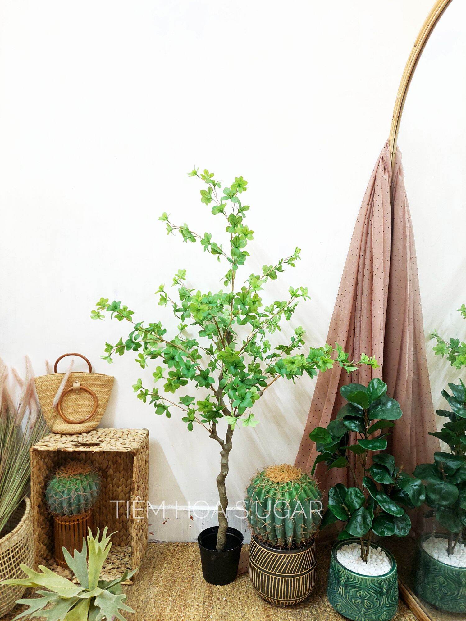 Cây thạch nam cao cấp decor home - tiệm hoa S.UGAR