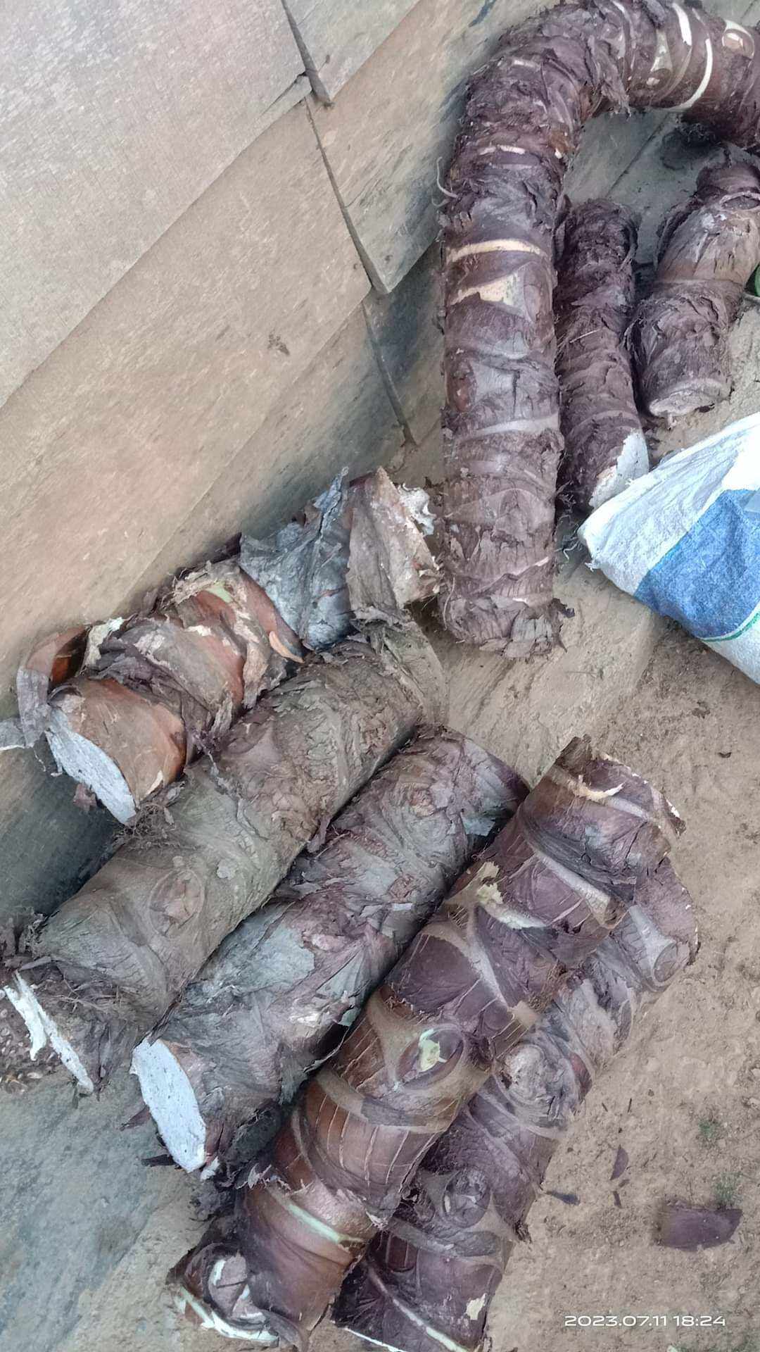 CỦ BẠC HÀ NÚI ( 10 KÍ TẶNG 1 KÍ)