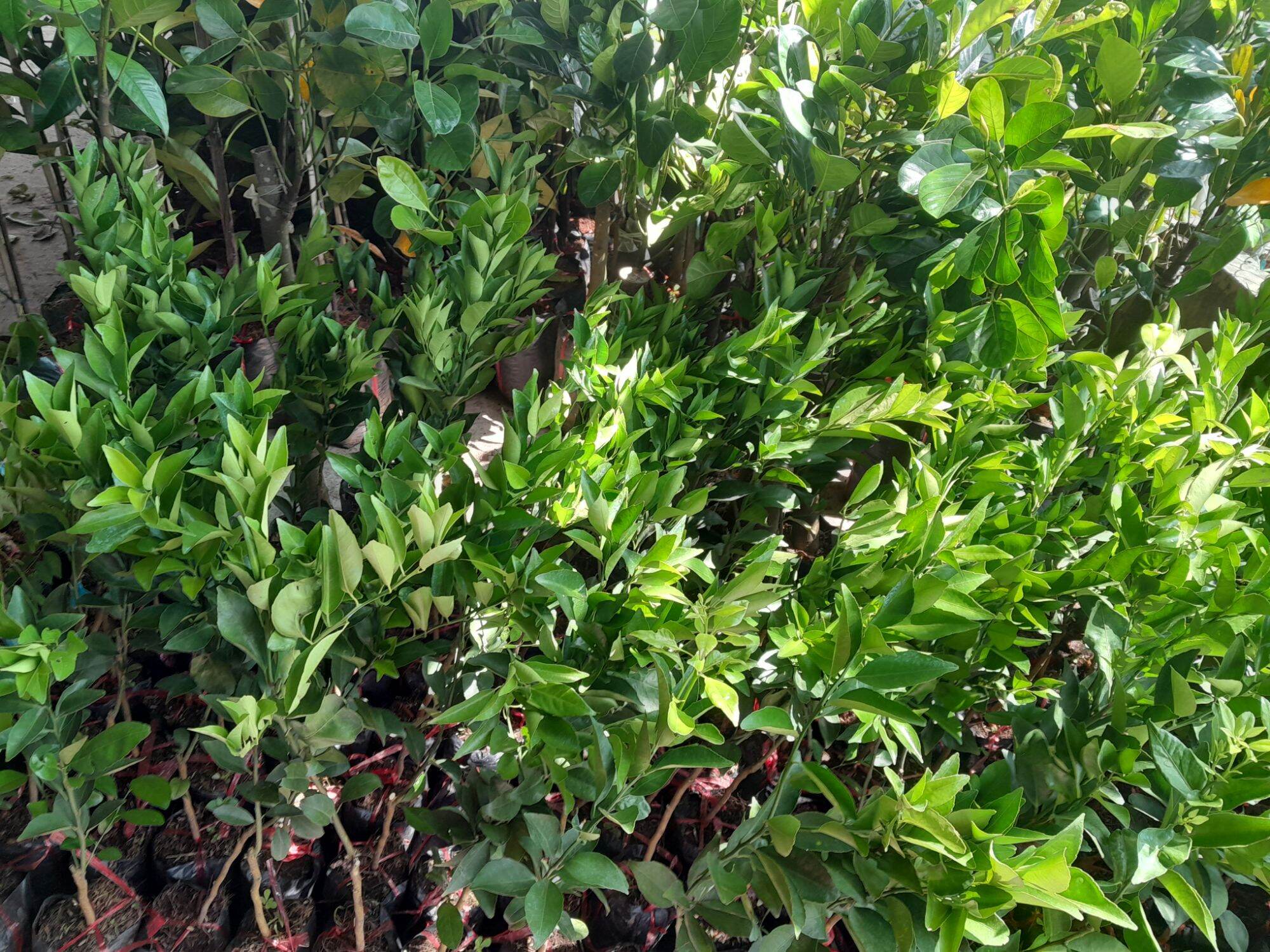 Quy Duong Seedling Tree