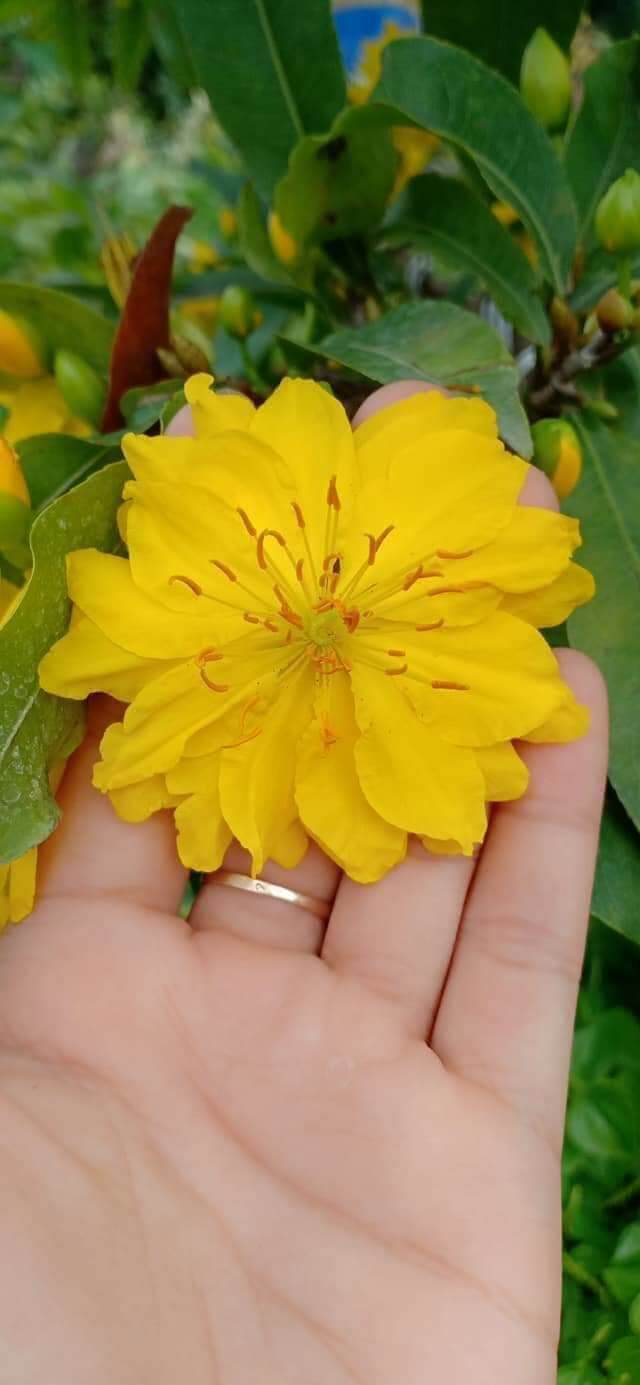 Mai giảo thủ đức con