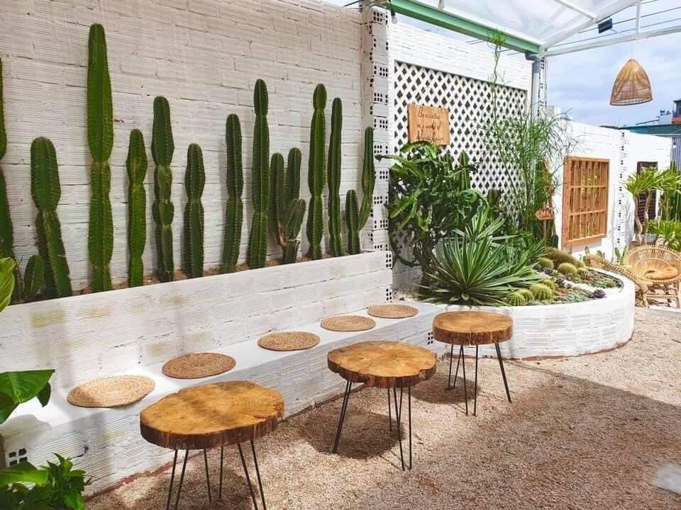 xương rồng trụ pila catus